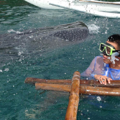 活动模块 