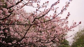 【2017新疆桃花节】_2017新疆桃花节时间|地点|交通