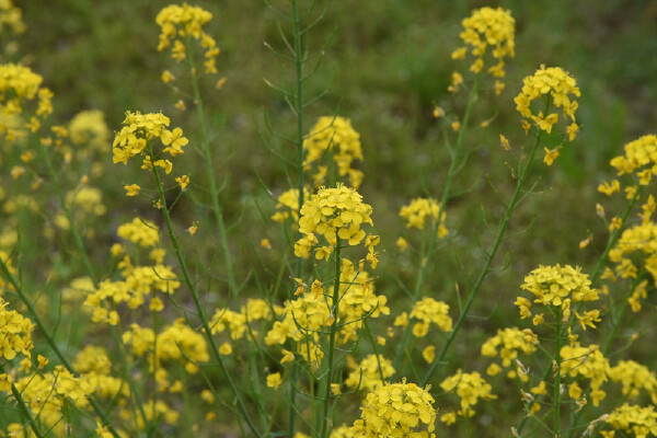 【2017重庆到潼南看油菜花】_2017重庆到潼