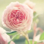 13726096