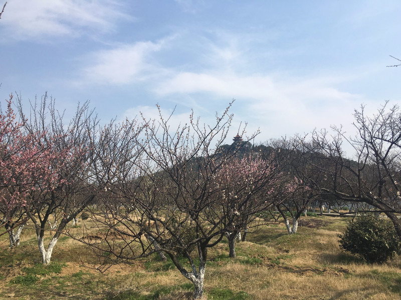 苏州西山梅园·林屋洞景区