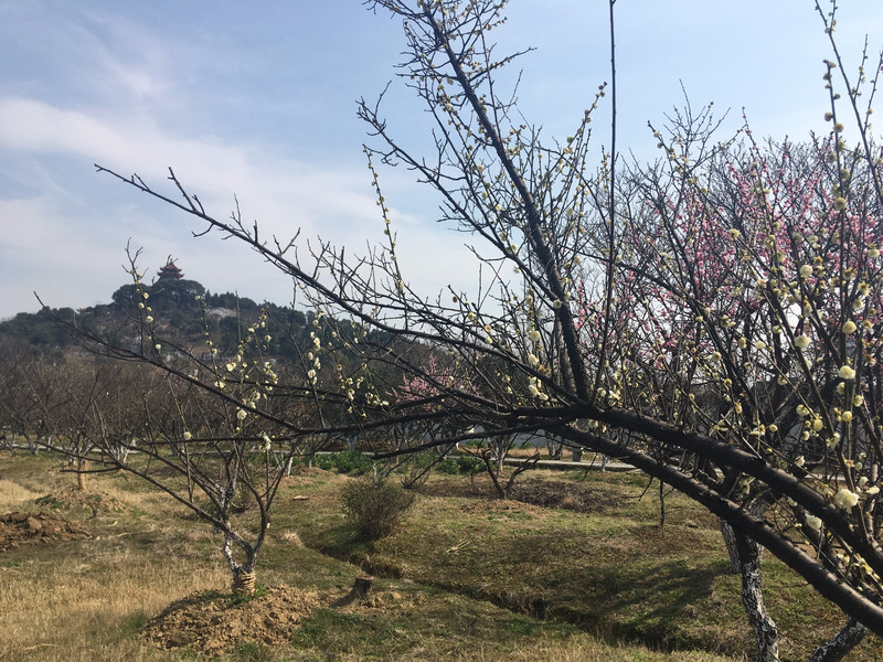 苏州西山梅园·林屋洞景区