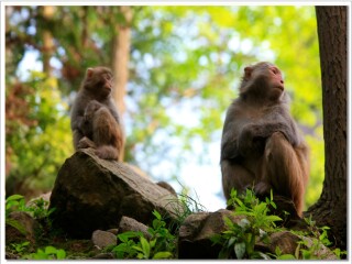 深圳出发圣诞峨眉山游_峨眉山旅游普吉岛价格_峨眉山7日游
