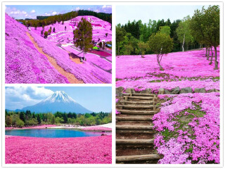 日本双飞旅游报价_跟团去日本游_去日本会议旅游