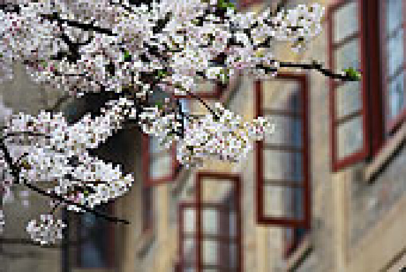 武汉樱花什么时候开_武汉樱花去哪里看_武汉