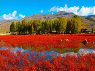 云南香格里拉自由行還是跟團(tuán)好_去云南香格里拉旅游要多少錢(qián)_去云南香格里拉旅游多少錢(qián)