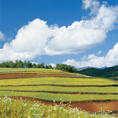 东川红土地