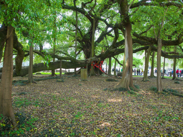             阳朔大榕树 游玩时长