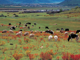 去香格里拉旅游多少钱_香格里拉那个旅行团好_香格里拉不跟团旅游