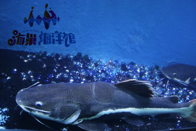 昆明首家水族馆开业-海巢海洋馆