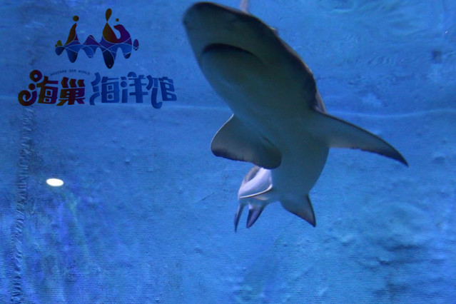 昆明首家水族馆开业海巢海洋馆