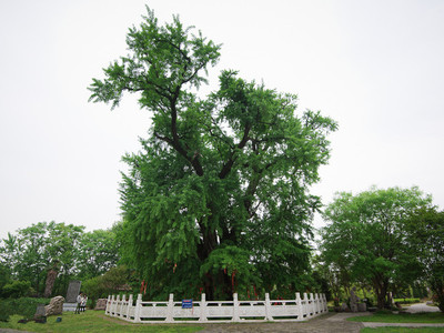 古惠济寺古树