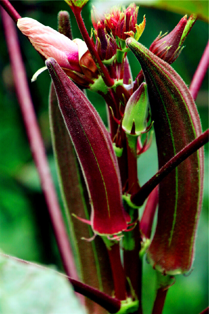 果园初识“神秘果”(114P)【多图】_广州花卉博览园游记_途牛