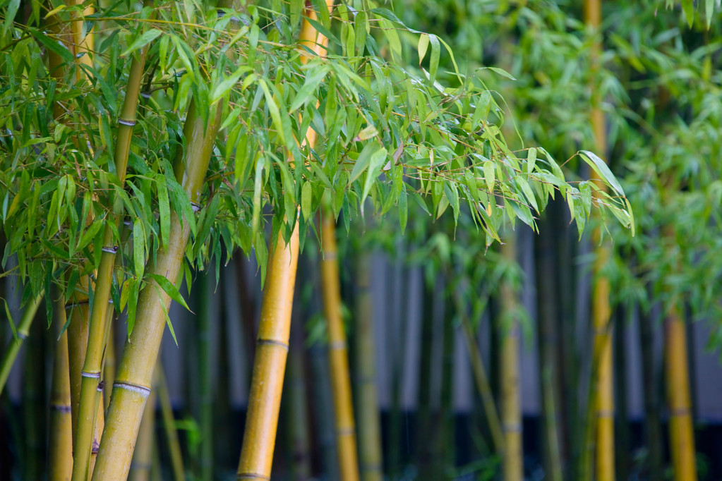 大薯怎么种植用搭竹子吗_竹子国画