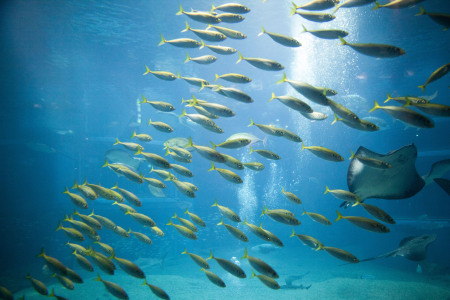 布里斯班进悉尼出,东航经济舱机票+1年澳大利