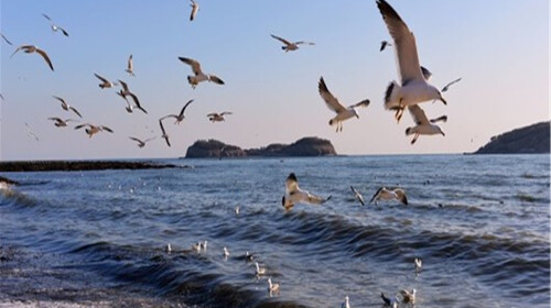 <大连旅顺小平岛-军港-白玉山-黄渤海分界线1日游>乘船喂海鸥乘船出海观潜艇基地,与海上小精灵亲密接触,这座小城有山有海有故事__出发_途牛