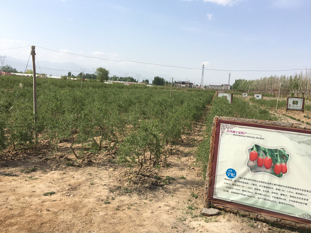 宁夏银川 西夏陵 贺兰山岩画 镇北堡西部影城 红玛瑙枸杞观光园