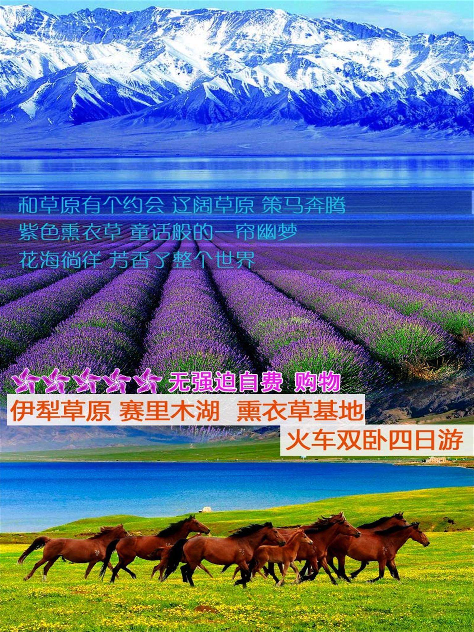 -伊犁-那拉提草原-赛里木湖-薰衣草-果子沟大桥4