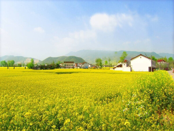 【2017仙居油菜花节】_2017仙居油菜花节时