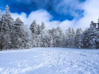 亞布力滑雪報(bào)團(tuán)多少錢_去亞布力滑雪游要多少錢_亞布力滑雪自由行組團(tuán)