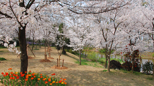 又到一年赏樱时