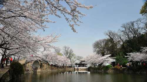 又到一年赏樱时