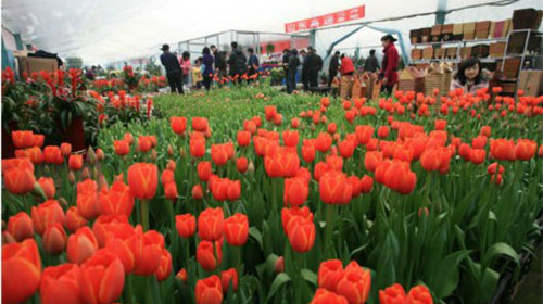 午餐后参观【青州花卉市场,目前中国北方最大的花卉交易市场,青州被