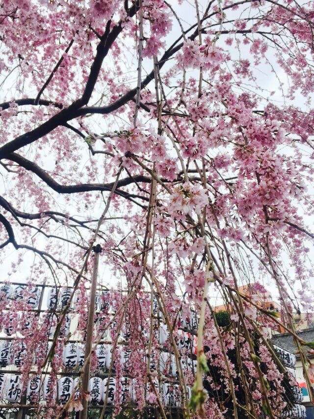 日本东京-箱根-京都-大阪双飞6日游 阪进东回不