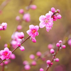 1095_上海_世纪公园梅花