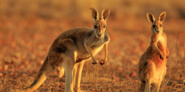 布里斯班进悉尼出,东航经济舱机票+1年澳大利