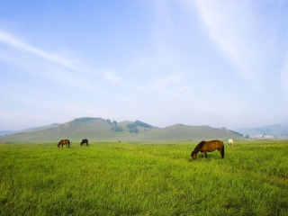 壩上草原旅行團旅游報價_壩上草原跟團游與自由行_壩上草原報團旅游多少錢