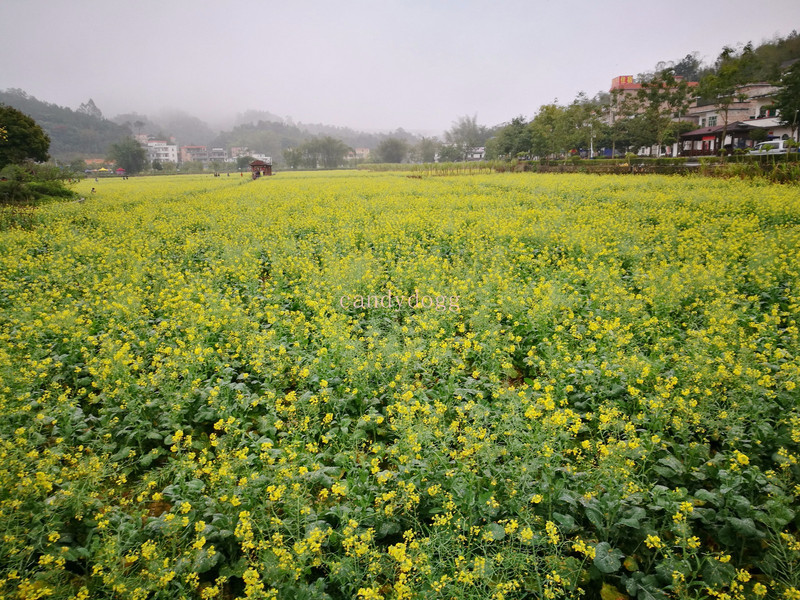 新发现广州红山村油菜花节和塱头村历史古村落一日游首发