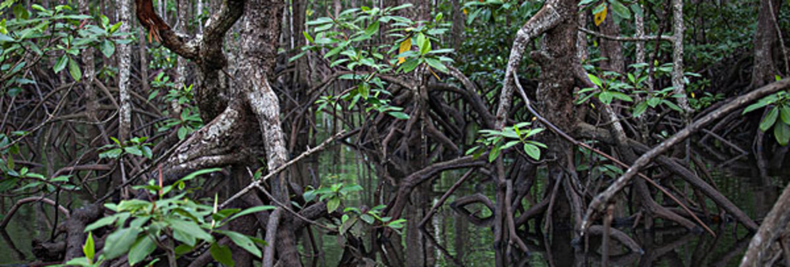五里红树林自然保护区