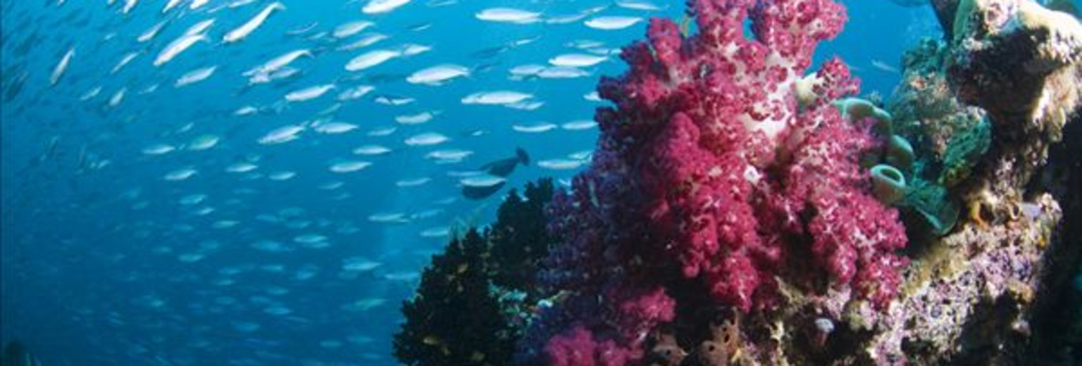角尾珊瑚自然保护区