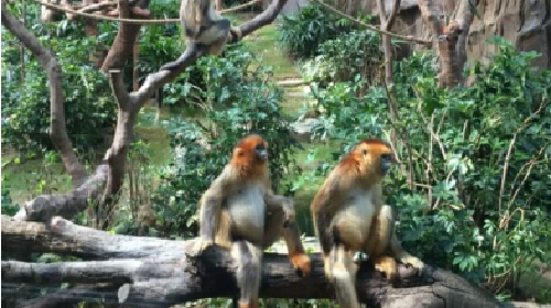 [国庆] 港澳4日游 深圳出发,含L签过关费,香港精