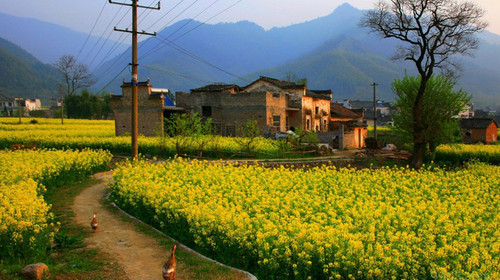 卢村油菜花