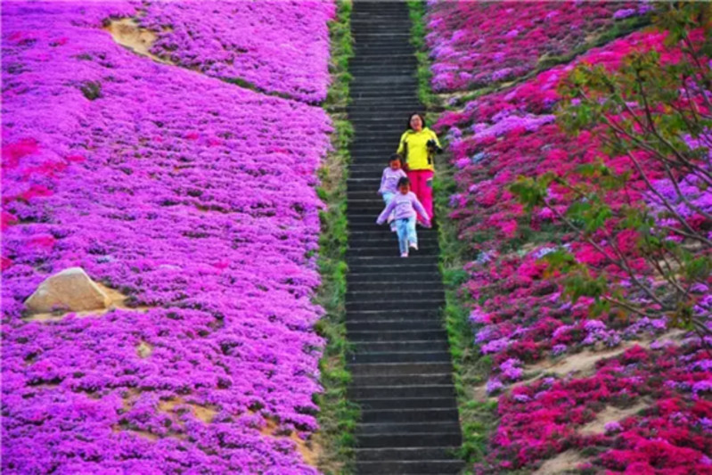 4月的这周末来昆嵛花海,许你一个花花世界!