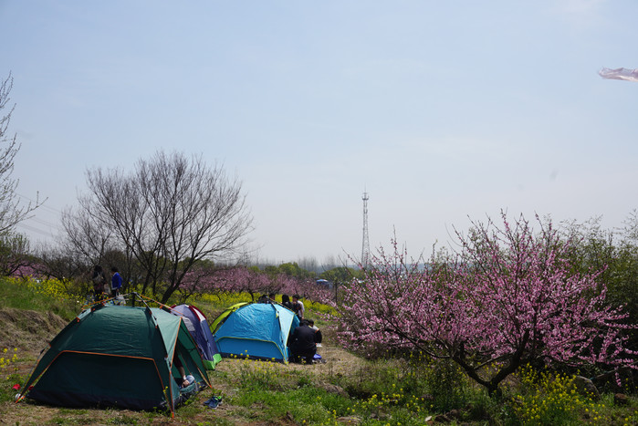 新发现#清明小长假游桃花岛_南京桃花岛游记_途牛