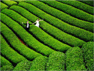  丽水云和梯田-仙都鼎湖峰-古堰画乡动车3日游>松阳茶园骑行 箬寮原始