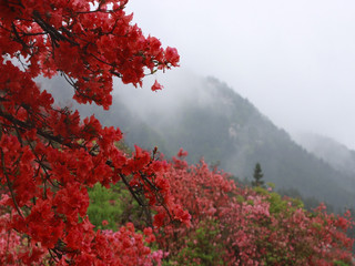 映山红画廊(4月份期间)