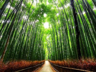 六月至日本旅游_日本旅行团自由行_冬季日本旅行