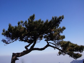 黃山旅游團(tuán)_去黃山游怎么省錢_到黃山旅游多少錢
