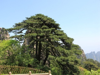 黃山旅游團(tuán)_去黃山游怎么省錢_到黃山旅游多少錢