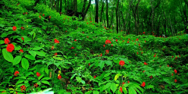 长白山温泉皇冠假日酒店4日自由行 入住洲际集