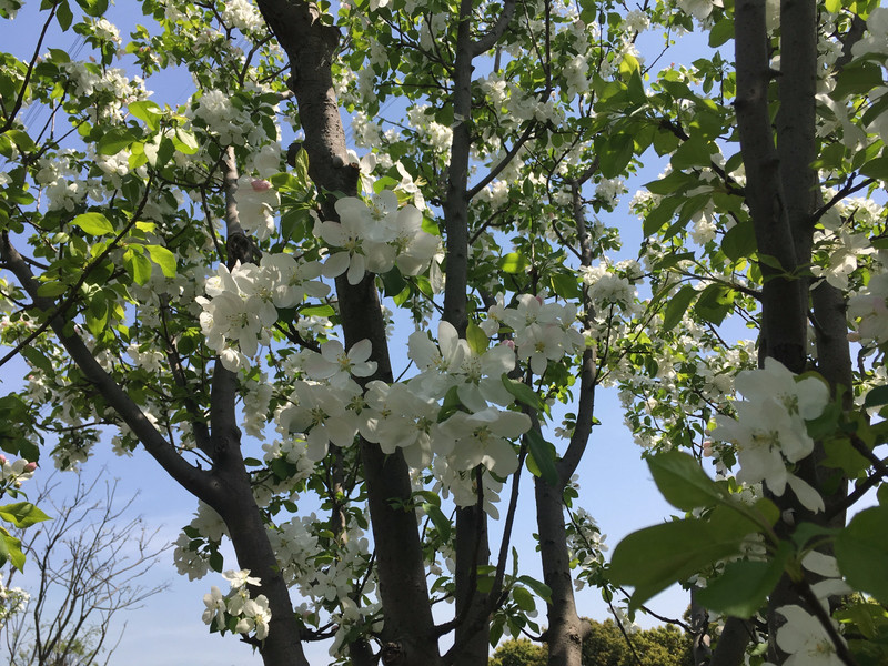 白海棠花开满树醉春风