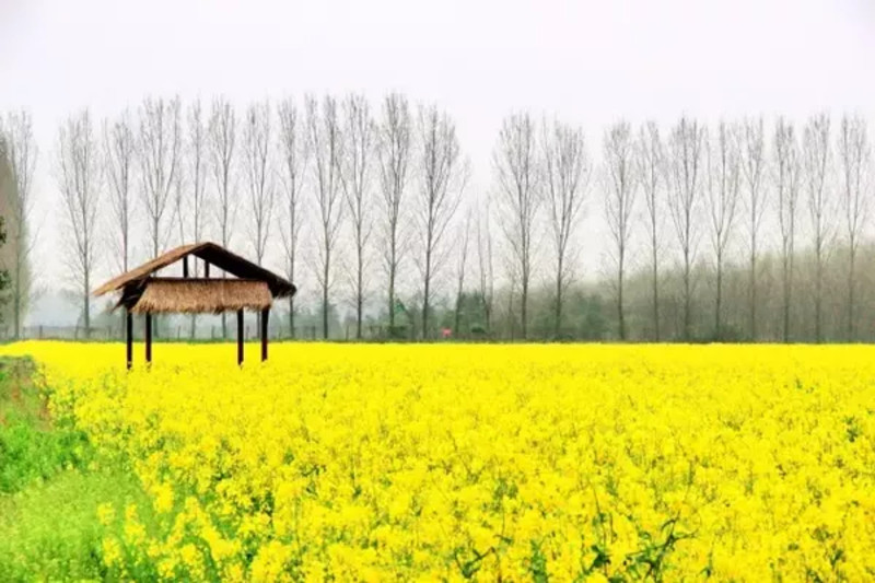 以油菜花的名义爱你——浦口永宁