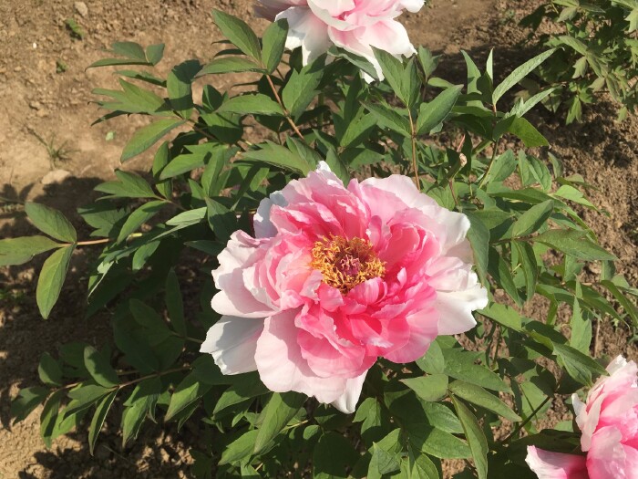 牡丹再约天上人间富贵花