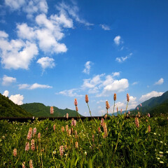 大九湖 景点模块