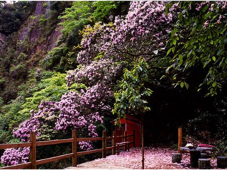 莽山杜鹃花