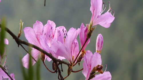 莽山杜鹃花